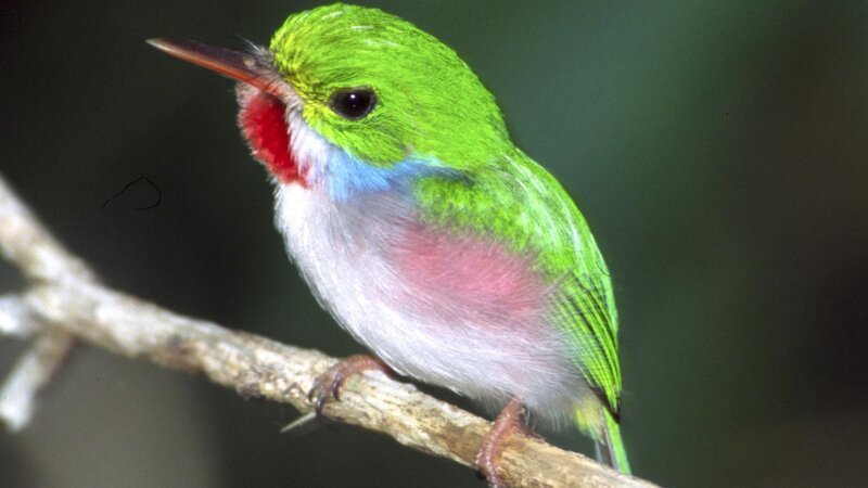 Vielfarbentody, Kuba-Tody. – Bild: ZDF und ORF, Mike Potts