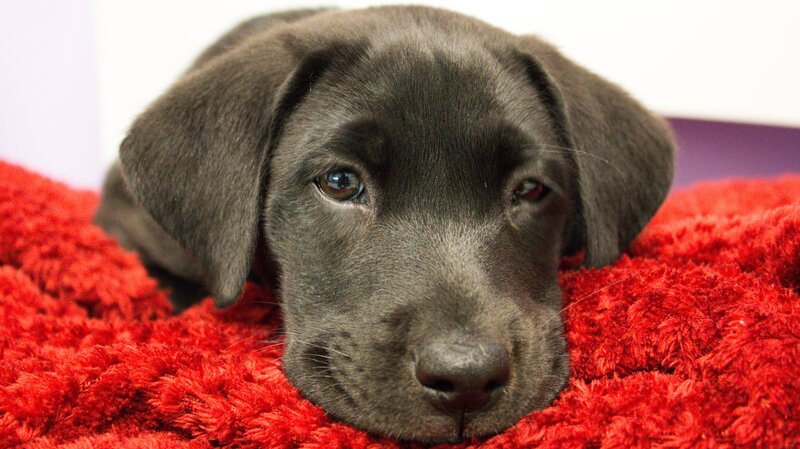 Luna is laying down. – Bild: Animal Planet /​ Discovery Communications