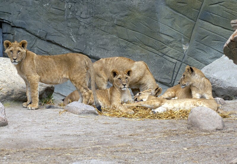 10 Uhr vom NDR im Ersten. Löwenmutter Tembesi und ihre fünf Jungen haben ein feines Näschen. – Bild: NDR/​Sandra Hoever