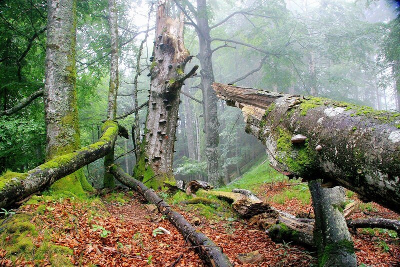 Buchenwald im Nationalpark Kalkalpen . – Bild: ORF/Landesstudio Oberösterreich/R. Mayr Buchenwald im Nationalpark Kalkalpen . – Bild: ORF/Landesstudio Oberösterreich/R. Mayr