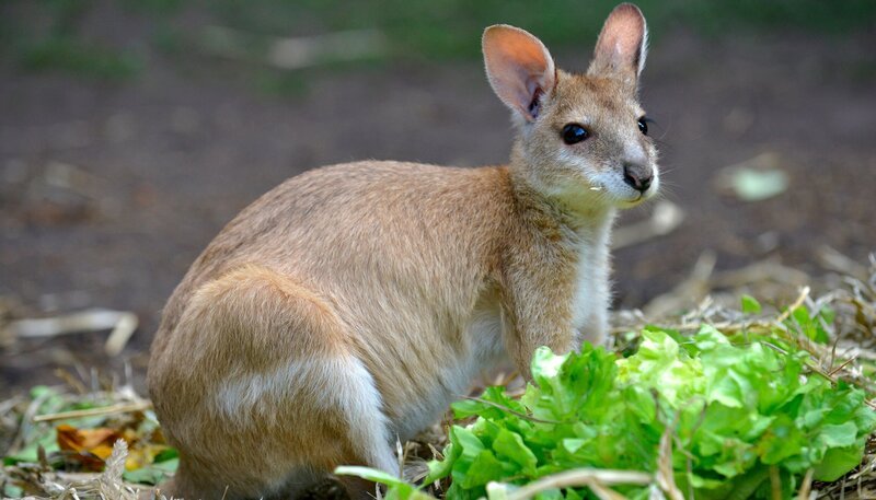 Flinkwallaby Monti wird mit der Hand aufgezogen. – Bild: rbb/​Thomas Ernst