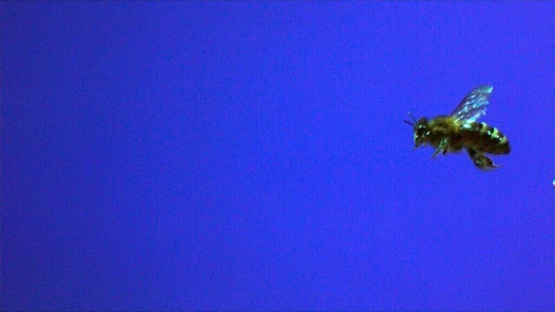 Bienen – Flugstudie. – Bild: ORF/MR Film Bienen – Flugstudie. – Bild: ORF/MR Film