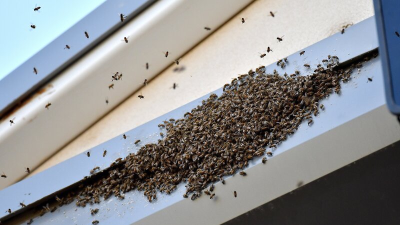 A swarm of bees gathers above the press box during during a spring training game between the Milwaukee Brewers and Kansas City Royals in Surprise, Ariz., on Saturday, March 25, 2017. – Bild: Kansas City Star /​ Tribune News Service via Getty I