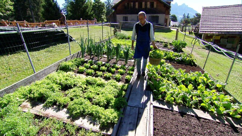In einer Höhe von 1737m hat Josef Lunger einen Gemüsegarten angebaut, auf seine großen Salatköpfe ist er besonders stolz. – Bild: ORF/Telepool/BR In einer Höhe von 1737m hat Josef Lunger einen Gemüsegarten angebaut, auf seine großen Salatköpfe ist er besonders stolz. – Bild: ORF/Telepool/BR
