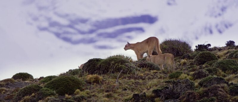 Puma – Bild: Spiegel TV Wissen