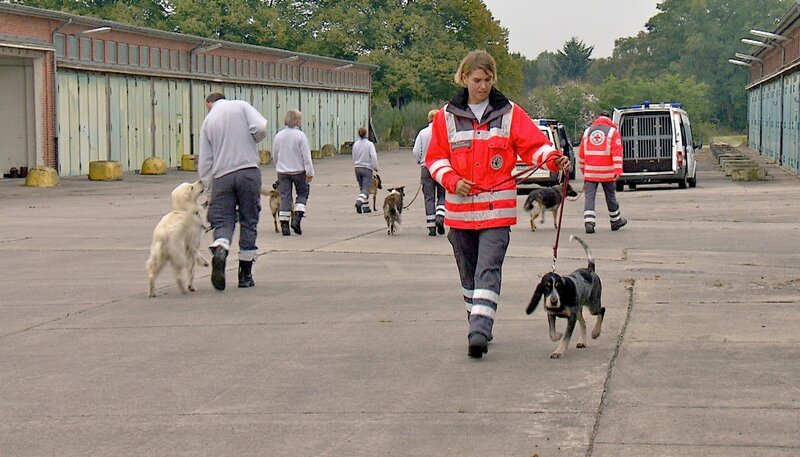 ARD/​NDR SPÜRNASE, FÄHRTENSAU & CO. (13), „Sieben Welpen für Perle“, am Montag um 16:10 Uhr im ERSTEN. Alizee und Frauchen Silke Ahlquist bei der Aufnahmeprüfung. – Bild: NDR/​5ǀ14 FILM