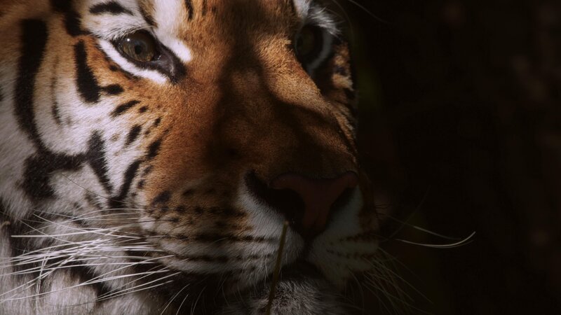 Der Blick eines Tigers. +++ Die Verwendung des sendungsbezogenen Materials ist nur mit dem Hinweis und Verlinkung auf RTL+ gestattet. +++ – Bild: RTL /​ © Terra Incognita Docs