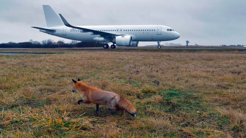 Die Tiere von der Landebahn – Bild: Arte