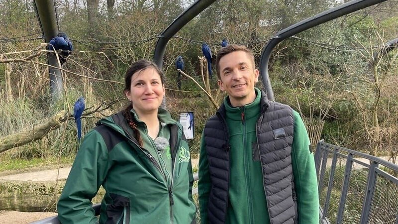 Moderator Eric Mayer ist in Arlandia, einem speziellem Bereich des Wuppertaler Zoos. Hier leben 23 Hyazinth-Aras, die aus verschiedenen Zoos stammen. In Arlandia sollen sich Paare finden, damit im weiteren Schritt Nachwuchs gezüchtet werden kann. Denn Hyazinth-Aras sind eine gefährdete Papageienart. Eric Mayer unterstützt Frauke Herr bei der Arbeit und erfährt, wie in Arlandia mit Hilfe von Monitoring gearbeitet wird, um potentielle Paare zu erkennen. – Bild: ZDF/​Sandra Palm