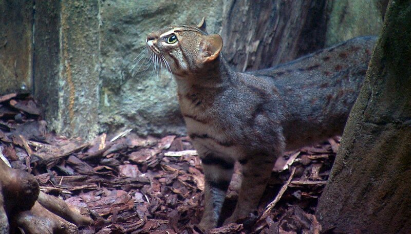 Die Anlage der Rostkatzen im Zoo Berlin bekommt eine Verschönerungskur. – Bild: rbb/​Thomas Ernst