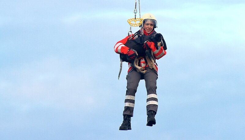 ARD/​NDR SPÜRNASE, FÄHRTENSAU & CO. (15), „Rufus in geheimer Mission“, am Dienstag (22.07.14) um 16:10 Uhr im ERSTEN. DRK-Rettungshündin Alizee soll heute zum ersten Mal im Hubschrauber mitfliegen. Wenn Hunde in Erdbebengebieten oder schwer erreichbaren Unglückstellen eingesetzt werden, ist der Zugang per Helikopter die einzige Möglichkeit. Für den Testflug steckt Silke Ahlquist den Hund in ein Spezialgeschirr – schließlich sollen beide sicher angegurtet in die Lüfte gehen. Ein bisschen nervös, aber dann doch gut hat Alizee ihren ersten Probeflug überstanden. – Bild: NDR/​5ǀ14 FILM