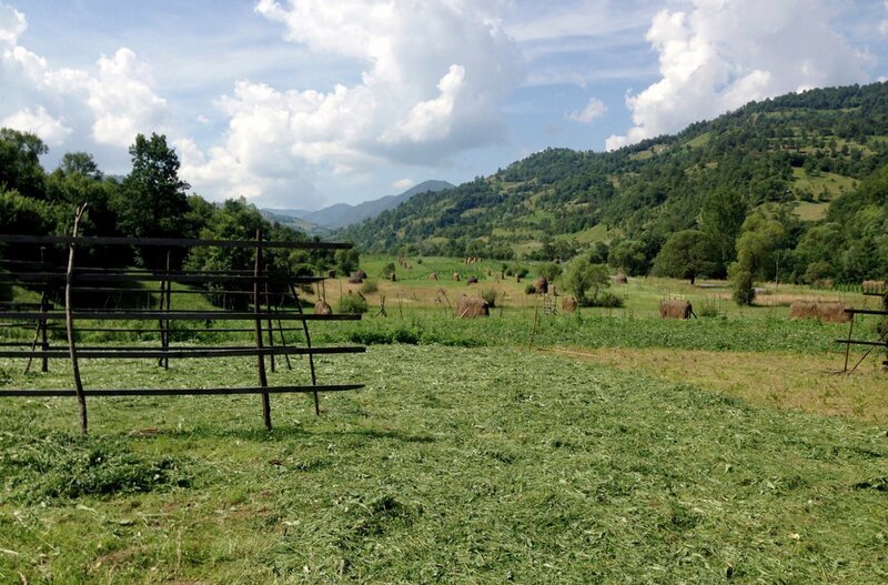Die Weiden von Botiza weisen eine einmalige Biodiversität auf. – Bild: MDR/​Nicolai Gäbler