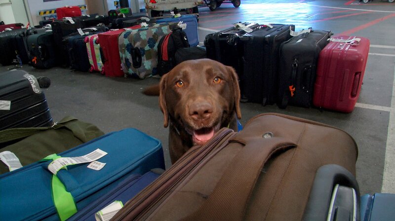 Zoll-Spürhund Greta auf dem Frankfurter Flughafen. – Bild: HR