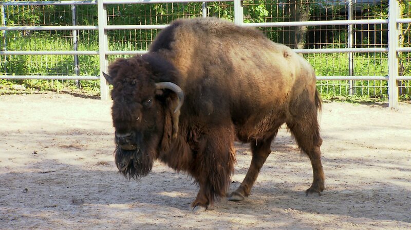 Die Bisons werden heute gegen die Blauzungenkrankheit geimpft. Für das Tierärzteteam um Tobias heißt das: Blasrohr raus, zielen und hoffentlich beim ersten Mal treffen. – Bild: BR/​SWR/​Christian Neumann