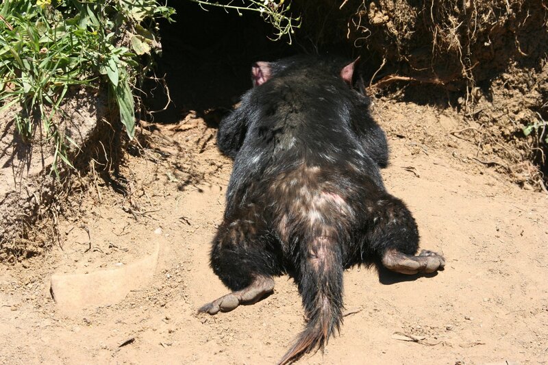 Ein Tasmanischer Teufel beim Sonnenbad. – Bild: BR/​Angelika Sigl