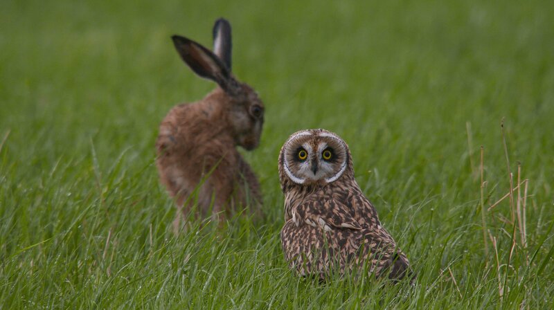 Deutschlands wilder Norden - Schleswig Holstein – Bild: NDR/​NDR Naturfilm/​Doclights/​Uwe Anders