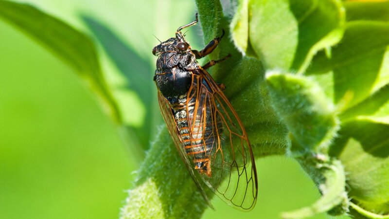 Big cicada sitting on a flower. – Bild: Yuriy_Kulik /​ Getty Images/​iStockphoto