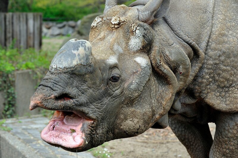 Ziemlich viele Bewohner hat das Nashorn-Haus im Zoo: Hier lebt zurzeit auch das Panzer-Nashorn Yohda. – Bild: rbb/​Thomas Ernst