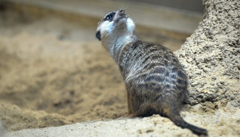 Zoo Berlin: Erdmännchen lässt sich überraschen. – Bild: rbb/​Thomas Ernst