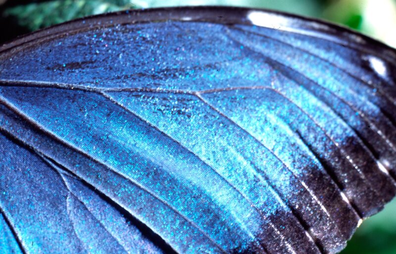 Flügel des Blue-Morpho-Schmetterlings. – Bild: ORF/​MR Film