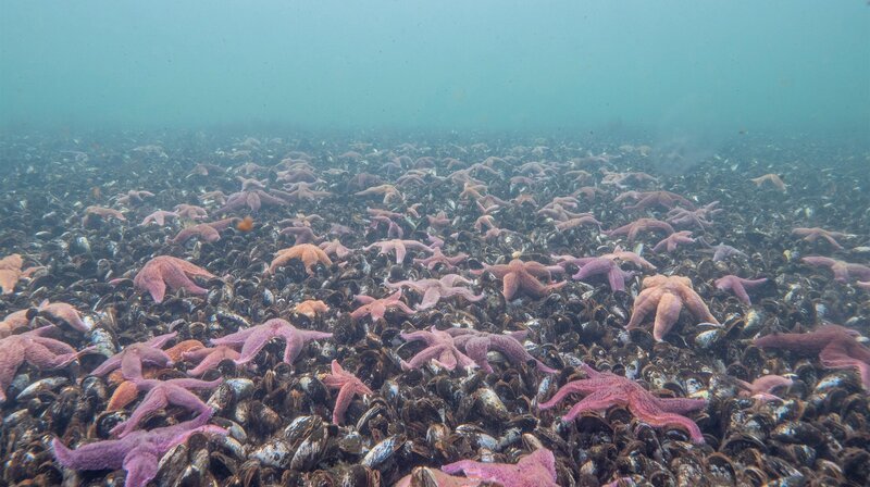 NORDDEUTSCHER RUNDFUNK Unsere Meere – Unbekannte Ostsee (Folge 4) Der Bestand von Miesmuscheln geht stetig zurück. Die wenigen verbliebenen Kolonien locken daher Seesterne in Scharen an. – Bild: NDR/​Martina Andrés/​Doclights Naturfilm