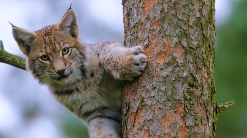 Luchs im Baum. – Bild: ZDF und Tobias Kaufmann @ Colourfield.