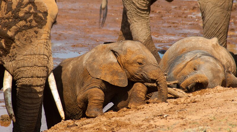 Junge Elefanten, die sich im Schlamm suhlen, im Samburu-Nationalpark, Kenia. – Bild: phoenix/​BBC/​Sarah Bright