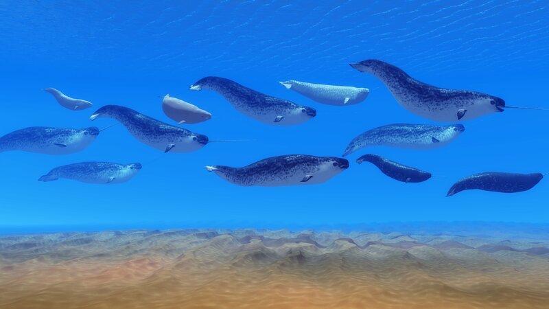 Narwhal whales live in social groups called pods and live in the Arctic ocean and males have a tusk. – Bild: Corey Ford /​ Getty Images/​iStockphoto