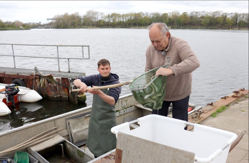 Aalfang am Nordostseekanal – Bild: NDR/​Ute Jurcovics