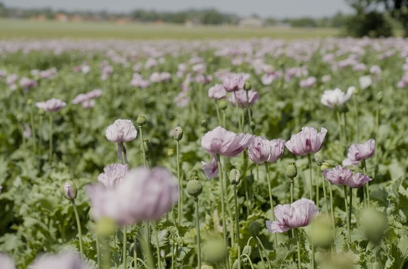 Ein Hingucker – wenn der Schlafmohn blüht, wird der Acker zur Attraktion für Schaulustige. Papaver somniferum: Alte Nutzpflanze für Medizin und als Nahrungsmittel. – Bild: NDR/Mike Rieth Ein Hingucker – wenn der Schlafmohn blüht, wird der Acker zur Attraktion für Schaulustige. Papaver somniferum: Alte Nutzpflanze für Medizin und als Nahrungsmittel. – Bild: NDR/Mike Rieth