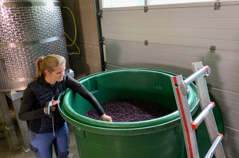 Rotwein-Herstellung: Winzerin Meike Näkel kontrolliert den Alkoholgehalt bei der offenen Maischegärung. – Bild: SWR