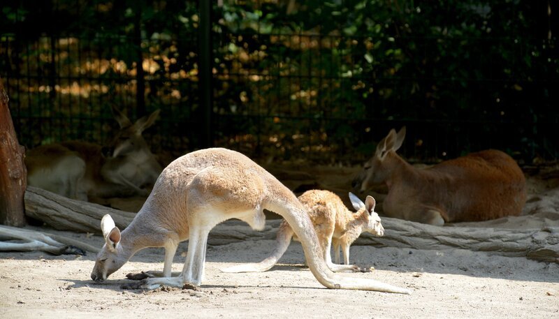 Im Zoo Berlin gab es Nachwuchs bei den Roten Riesenkängurus. Der ist mittlerweile zehn Monate alt, aber noch weiß keiner, ob der kleine Hüpfer ein Junge oder ein Mädchen ist. – Bild: rbb/​Thomas Ernst