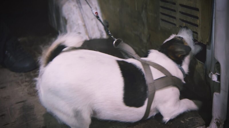 In Medyka schlägt ein Spürhund an. – Bild: Warner Bros. Discovery