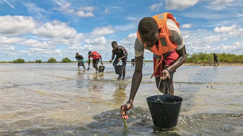 Mangrovenpflanzer pflanzen Mangrovenbäume im Meer im Senegal. – Bild: Längengrad Filmproduktion/​BR