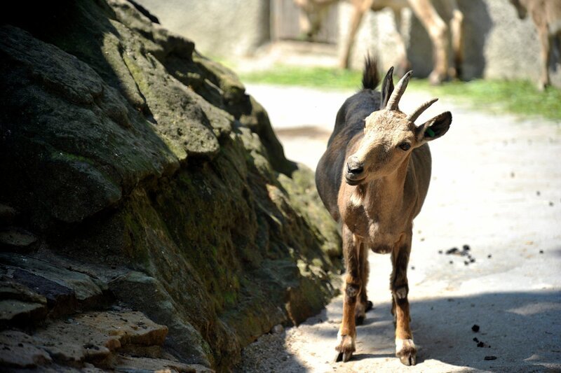 Freigelände der Steinböcke im Zoo Berlin – Bild: rbb/​Thomas Ernst
