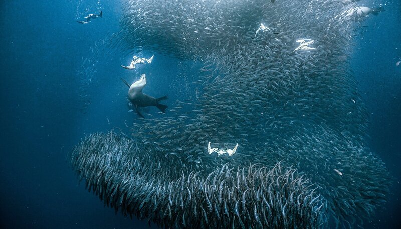 Sturmtaucher und kalifornische Seelöwen attackieren einen Sardinenschwarm. Die Sardinen drängen sich dicht aneinander und bewegen sich dabei völlig synchron, um den Angreifern zu entkommen. Weitere Fotos erhalten Sie auf Anfrage. – Bild: NDR/​doclights/​Silverback Films