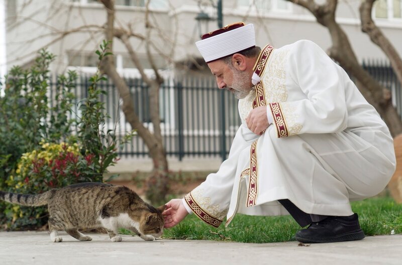 Katzen gelten im Islam als rein. Um den Propheten Mohammed und seine Katze Muezza ranken sich viele Mythen und Legenden. – Bild: MedienKontor/​Dunja Engelbrecht