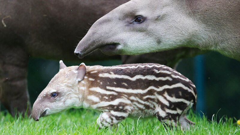 Brazilian tapir. – Bild: Patrick Bolger 2012/​Patrick Bolger/​Patrick Bolger