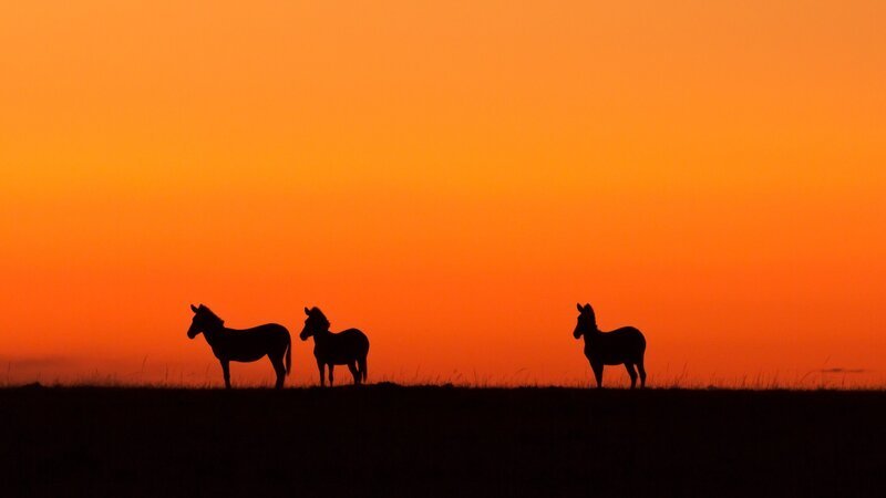Three zebras in silhouette at sunrise in Masai Mara, Kenya – Bild: Enn Li Photography /​ Getty Images