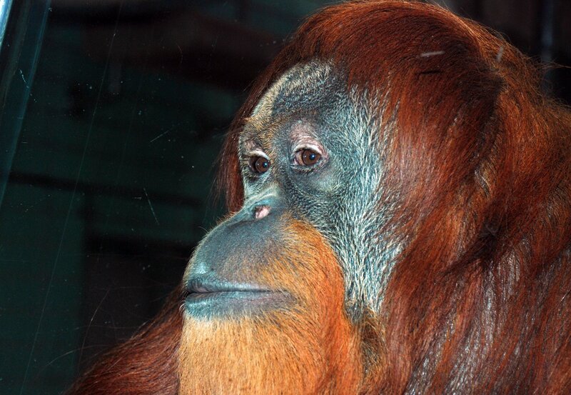 An heißen Tagen bekommen die Bonobos und Orang Utans eine ganz besondere Erfrischung. – Bild: SWR/​Jens Klingler