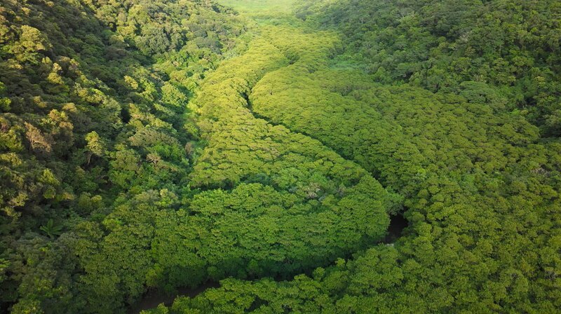 Wasser ist allgegenwärtig auf Iriomote. Überall ziehen sich Flüsse durch den dichten Regen-wald. – Bild: NDR Naturfilm/​Doclights GmbH