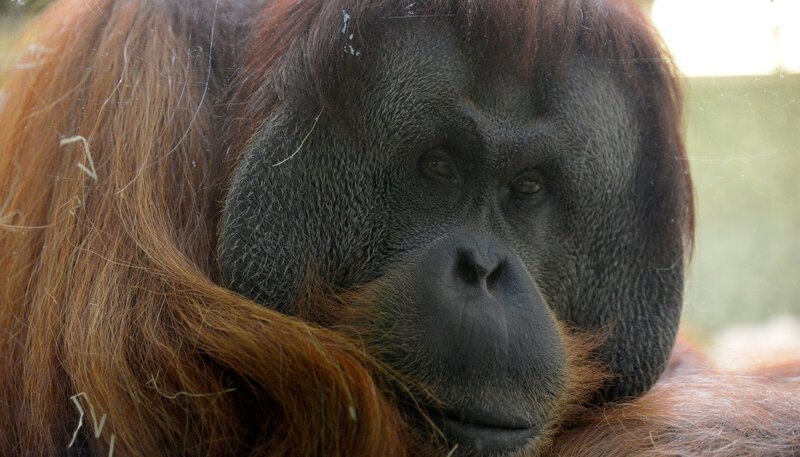Zoo Berlin: Orang-Utan-Chef Mano bekommt eine besondere Überraschung. – Bild: rbb/​Thomas Ernst