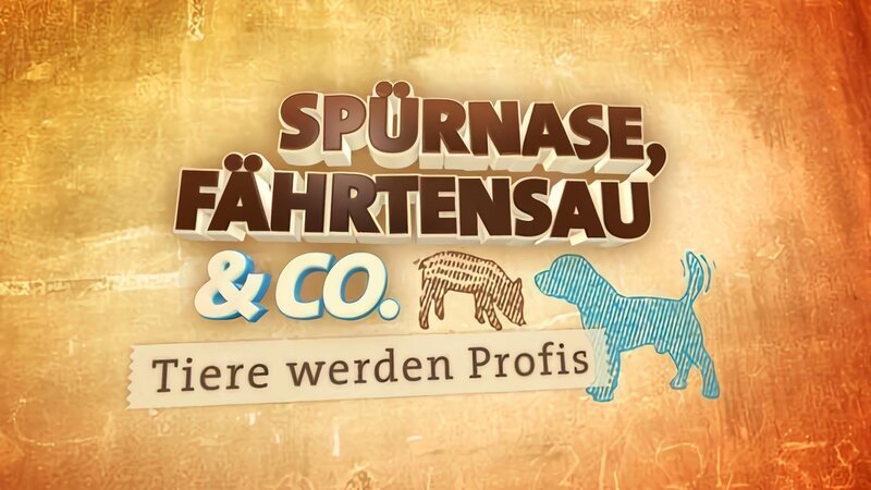 Bild: SWR | ARD.de