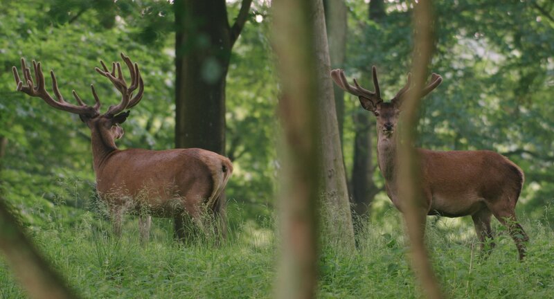 Hirsche im Wald – Bild: RTL / BROADVIEW Pictures Hirsche im Wald – Bild: RTL / BROADVIEW Pictures