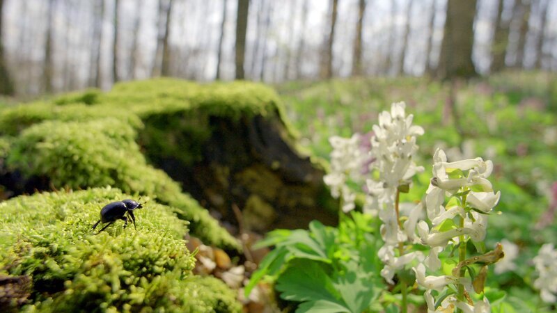 Der Wald erwacht aus seinem Winterschlaf. Die ersten Blüten und Insekten. – Bild: ORF/ZDF / colourFIELD/Tobias Kaufmann Der Wald erwacht aus seinem Winterschlaf. Die ersten Blüten und Insekten. – Bild: ORF/ZDF / colourFIELD/Tobias Kaufmann