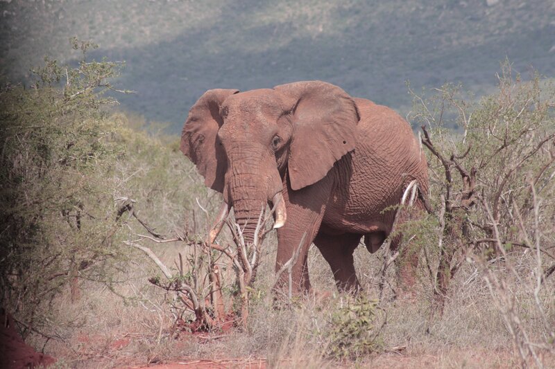 Portrait of an elephant at the Wildlife Works Sanctuary. – Bild: Animal Planet /​ George Loxton /​ Discovery Communications