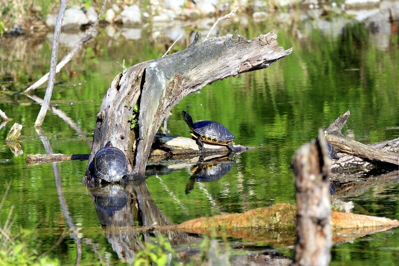 Rotwangen- und Gelbbauchschildkröte, Wasserpark in Wien Floridsdorf. – Bild: ORF III Rotwangen- und Gelbbauchschildkröte, Wasserpark in Wien Floridsdorf. – Bild: ORF III