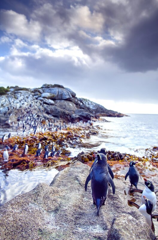 Sauberkeit geht vor: Bevor die Snarespinguine auf Fischzug gehen, reinigen sie penibel ihr Gefieder. – Bild: BBC/​BR/​NDR/​Mark MacEwen