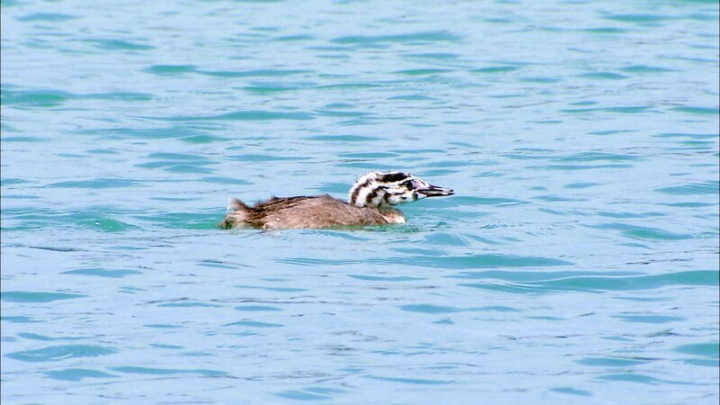 Haubentaucher. – Bild: 3sat