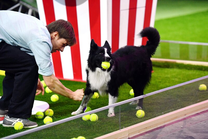 Dominik Arend mit seinem Border Collie Ninja im Finale. – Bild: RTL /​ Julia Feldhagen /​ Folge 05_005